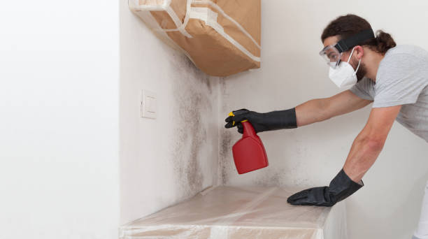 Professional Basement Mold Remediation technician working in Haverford, PA