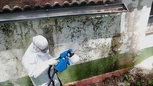Top rated local Basement Mold Remediation specialists in Haverford, PA